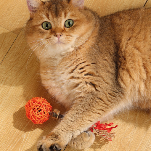 M-PETS Charmy Amulet Matatabi Orange Catnip Cat Toy - Image 3