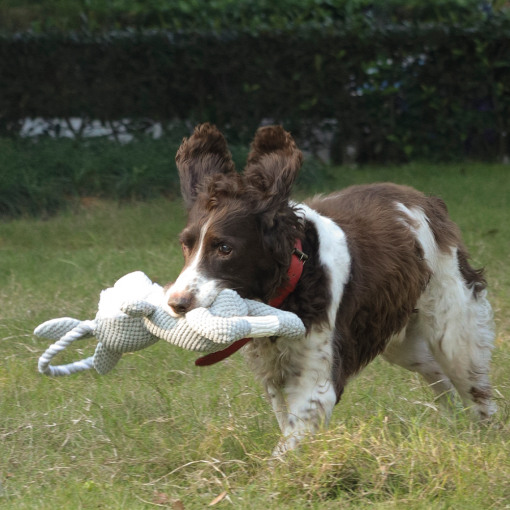 M-PETS Chewtopia Rabbit Dog Toy - Image 3